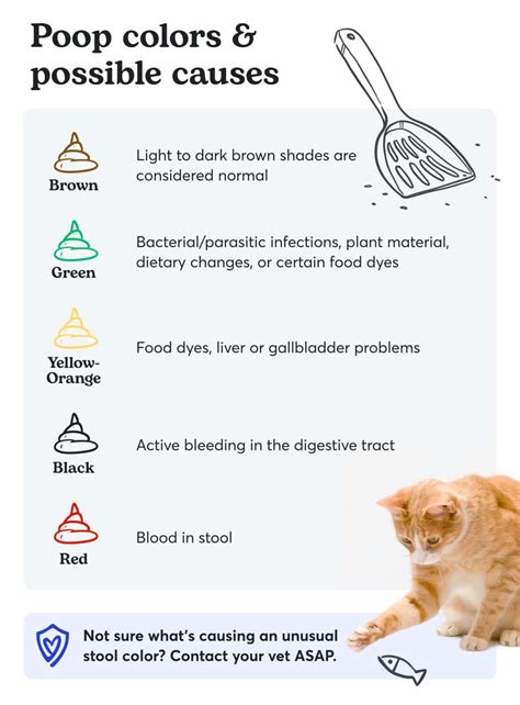 my cat is leaking poop|Runny Cat Poop: 6 Causes and How to Help